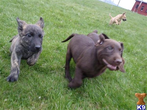 Dutch Shepherd Puppies